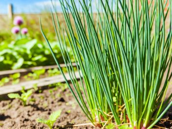 Tout savoir sur la ciboulette
