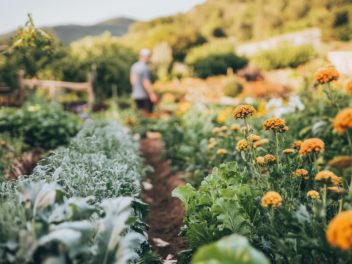 Réussissez vos récoltes de fin d’été et préparez l’automne