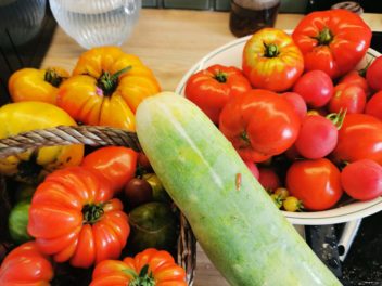 Comment récupérer ses propres graines de courgettes pour un potager autonome