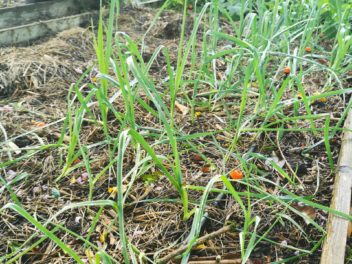 Guide complet pour semer et planter les poireaux d’hiver