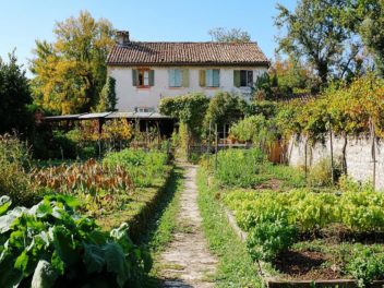 Les secrets de la culture des côtes de blettes : histoire, pollinisation et plus encore