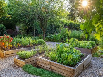 Comment réussir la culture des choux à tous les coups dans votre potager ?