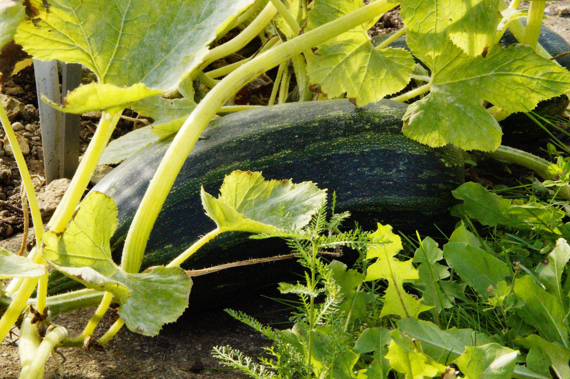 Comment conserver vos courgettes pour l’hiver : astuces efficaces