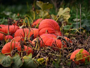 Pourquoi planter en automne est un pari gagnant pour votre jardin