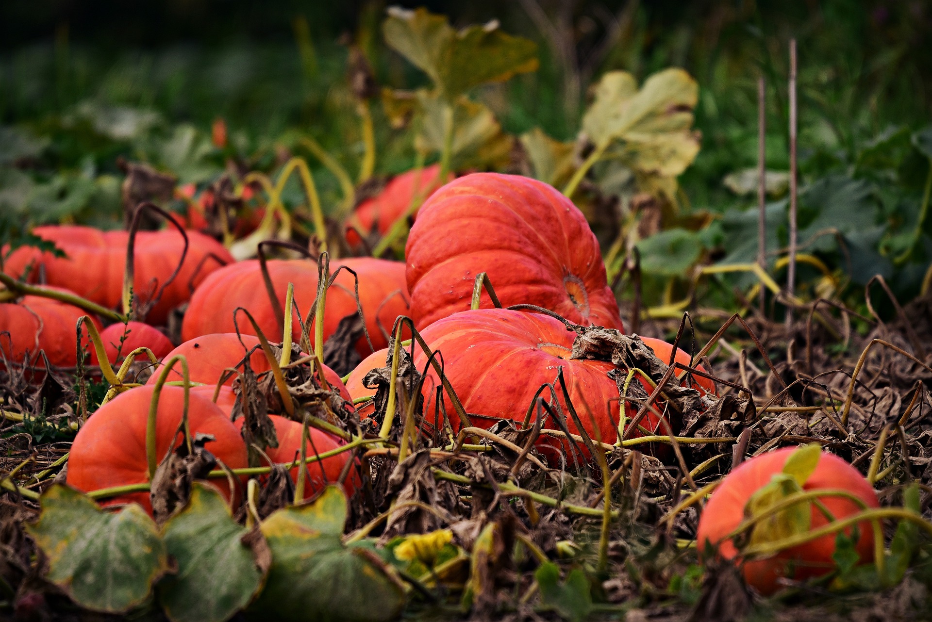 Pourquoi planter en automne est un pari gagnant pour votre jardin