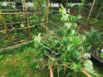 Comment gérer l’oïdium pour sauver vos courges