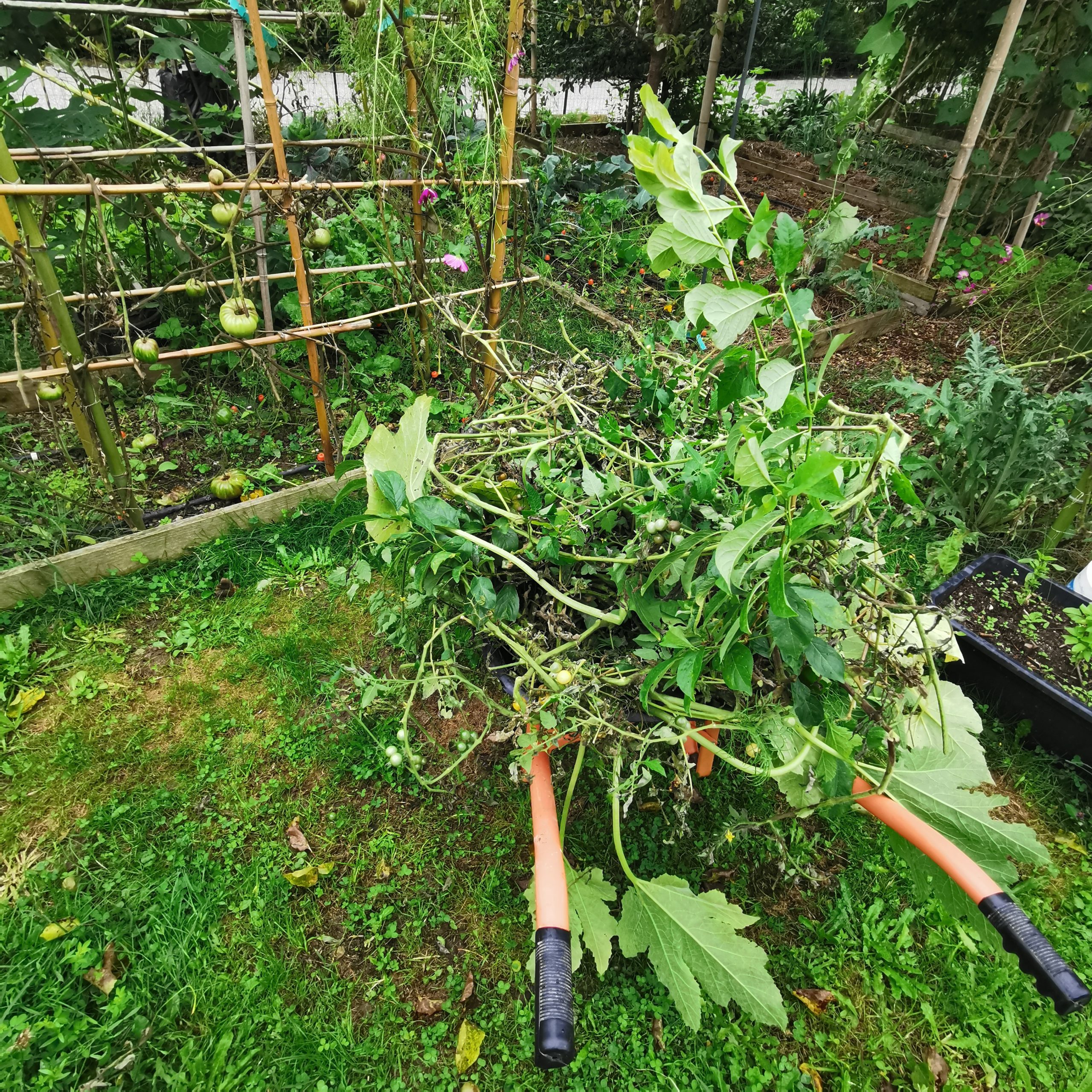 Comment gérer l’oïdium pour sauver vos courges