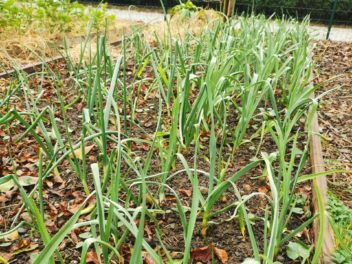 Guide pratique : quand et comment planter vos oignons au jardin