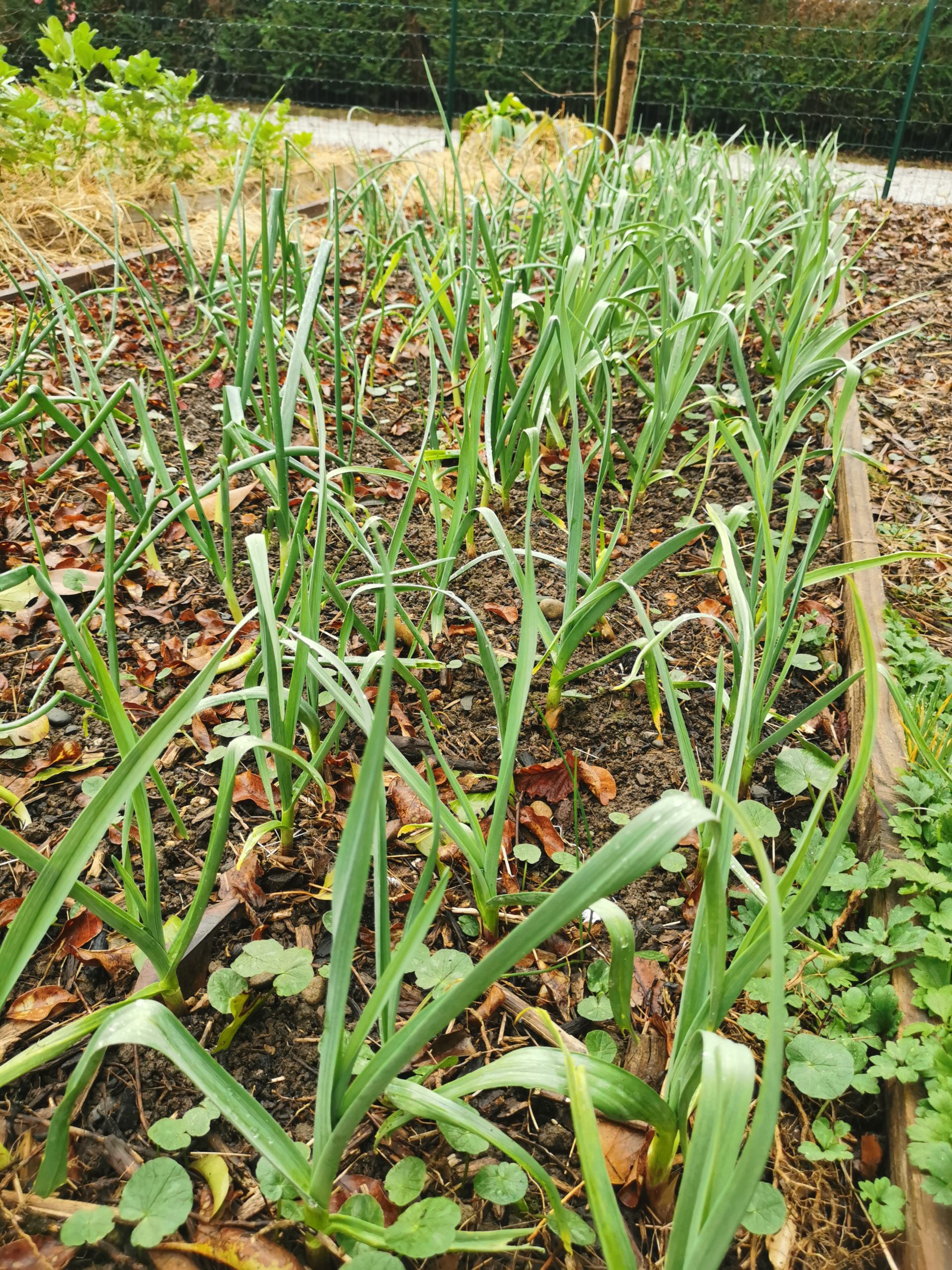 Guide pratique : quand et comment planter vos oignons au jardin