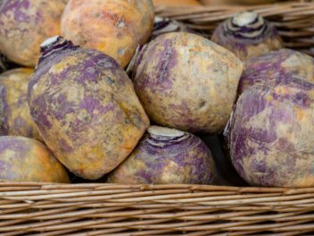 Tout savoir sur le Rutabaga : le trésor caché de l’automne