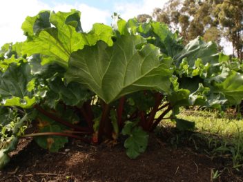 Il est temps de planter votre rhubarbe en septembre