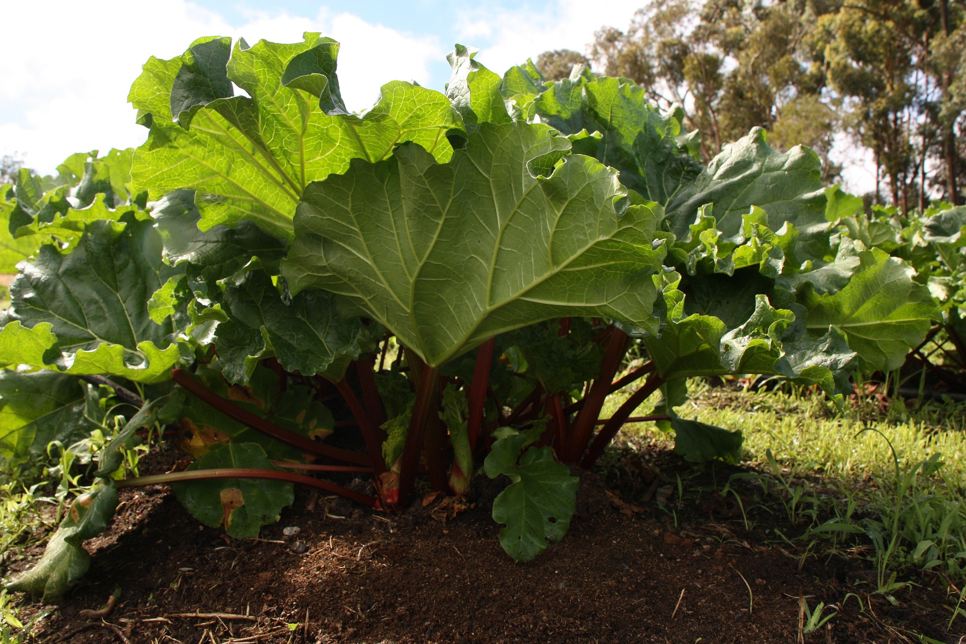 Il est temps de planter votre rhubarbe en septembre