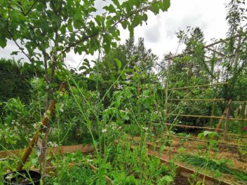Pourquoi planter en automne : le secret des jardiniers