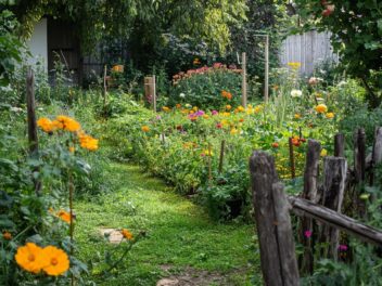 Optimisez votre potager à l’automne avec la contre-plantation