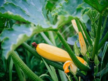 Protéger vos courgettes en automne : Stratégies simples pour un potager florissant