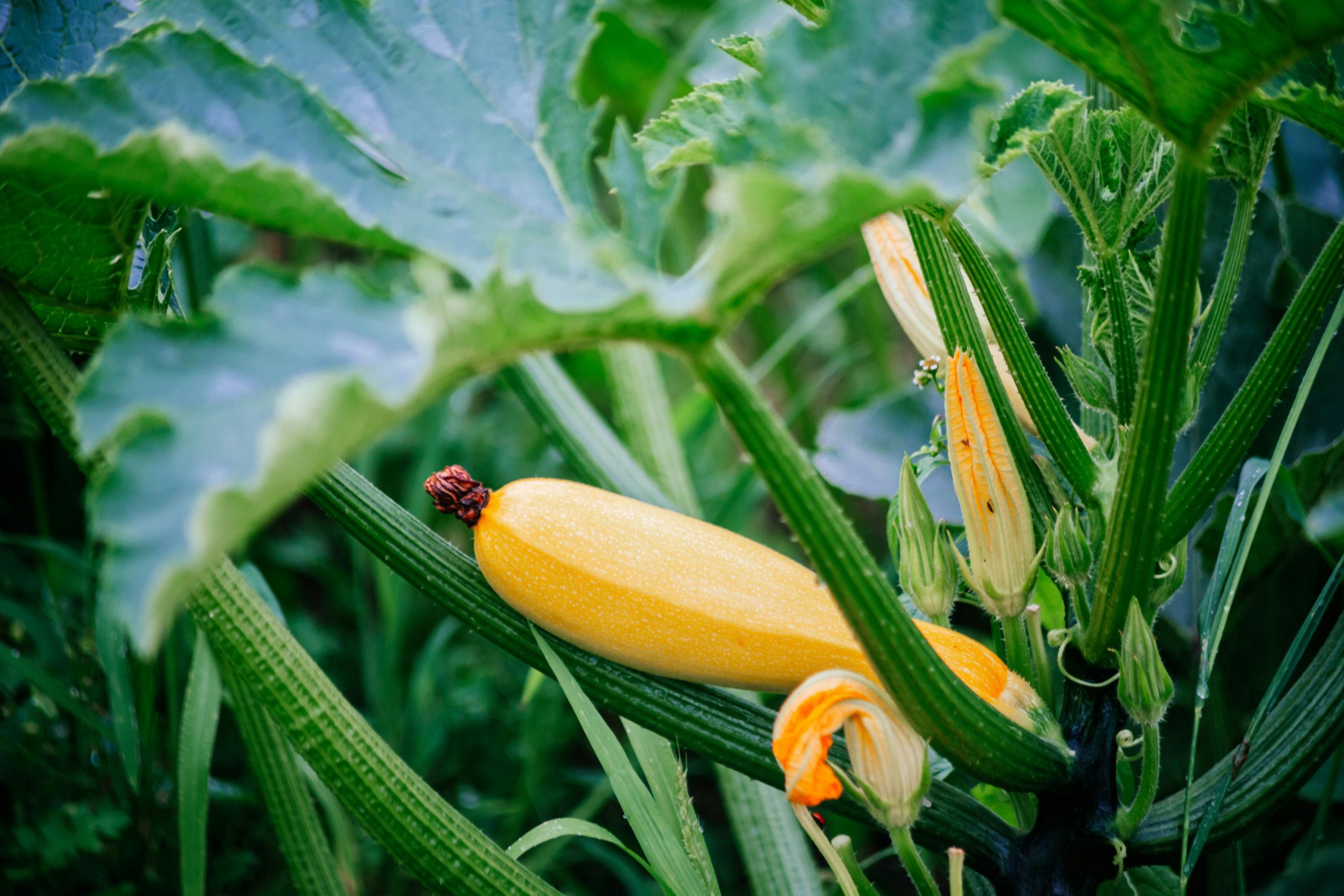 Protéger vos courgettes en automne : Stratégies simples pour un potager florissant