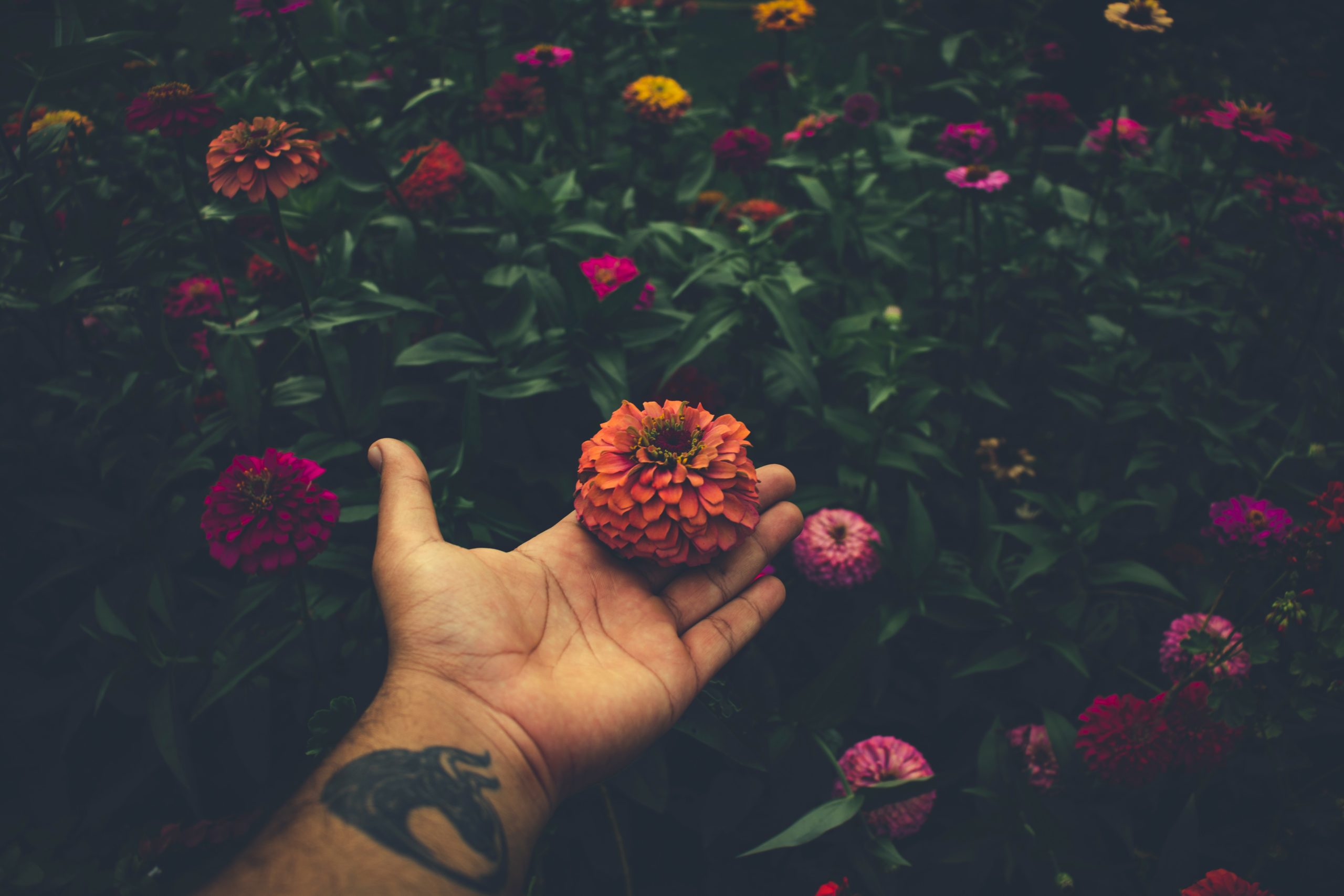 Faut-il arracher les dahlias en hiver ?