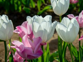 Préparer son jardin pour une floraison printanière éclatante