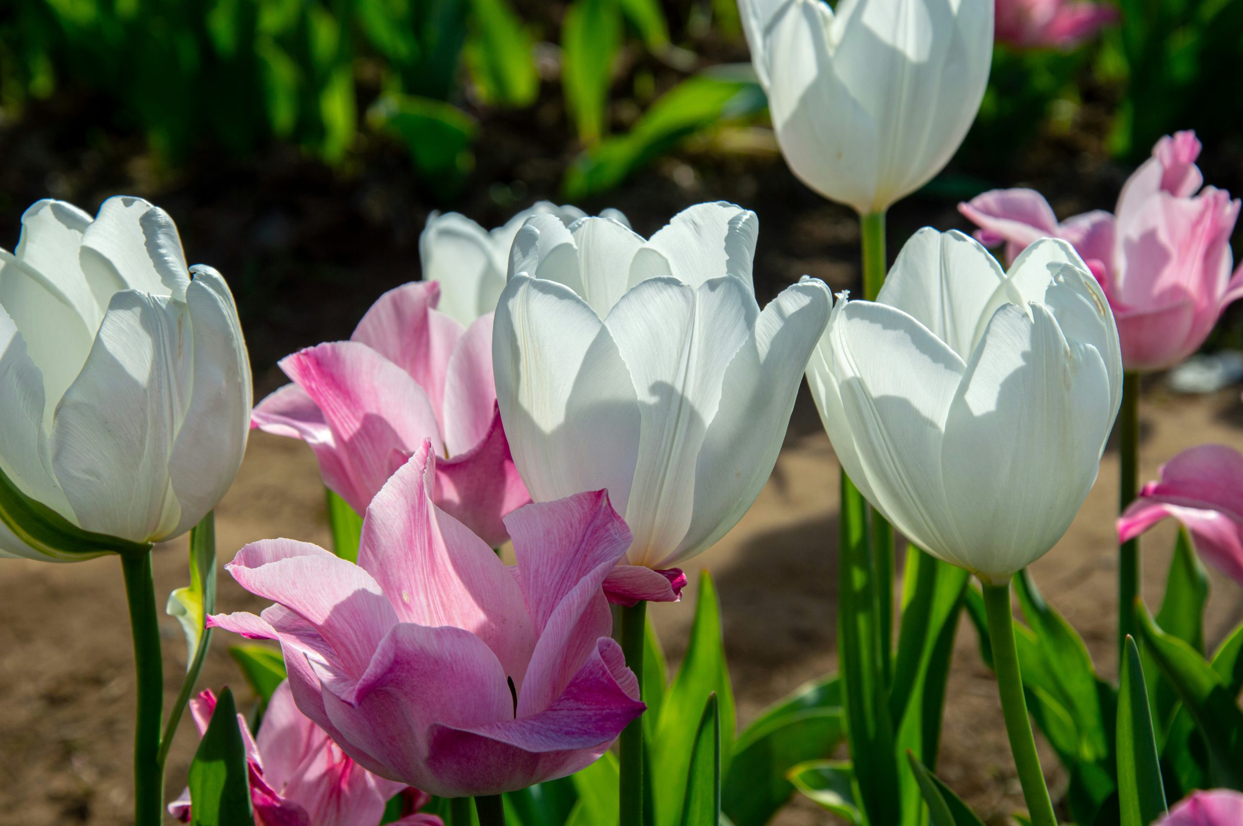 Préparer son jardin pour une floraison printanière éclatante