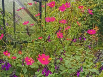 Réussir la plantation des sauges annuelles et bien choisir son dahlia