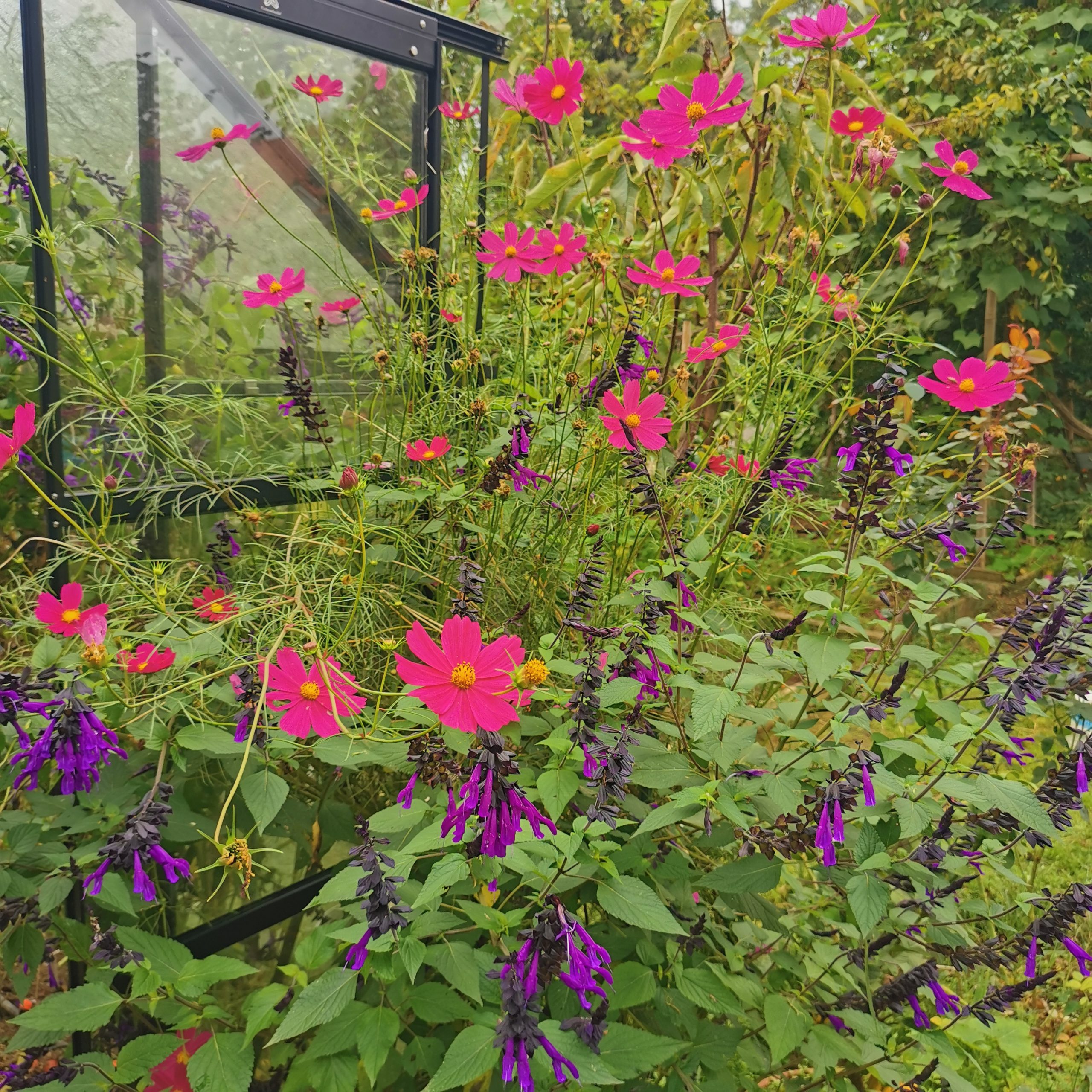 Réussir la plantation des sauges annuelles et bien choisir son dahlia