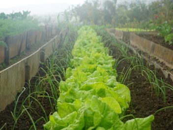 La scarole : la salade incontournable de l’automne pour les débutants