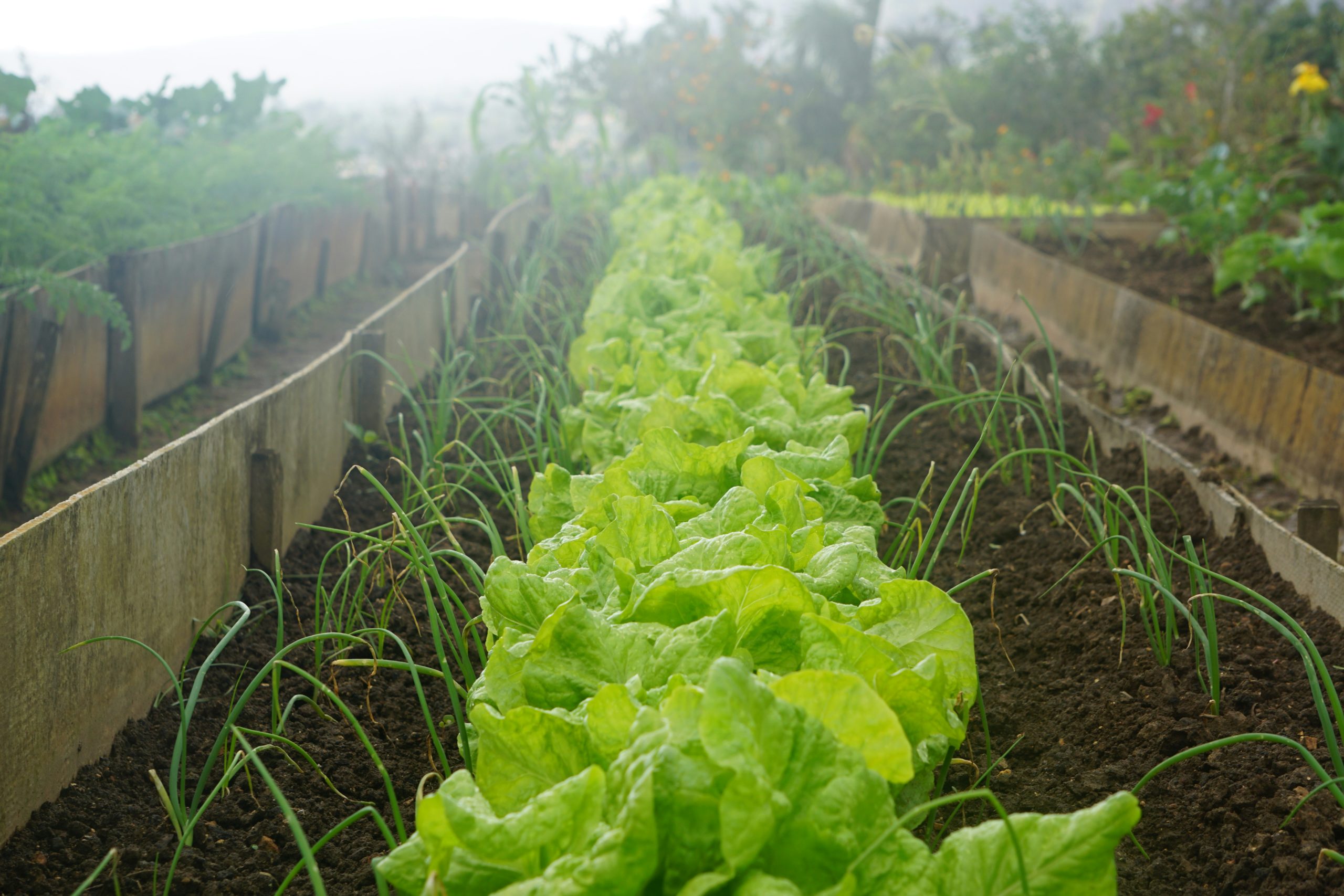 La scarole : la salade incontournable de l’automne pour les débutants