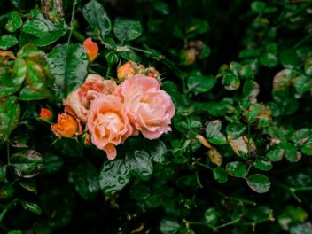 Faut-il tailler ses rosiers sous la pluie ? Une question essentielle pour les jardiniers
