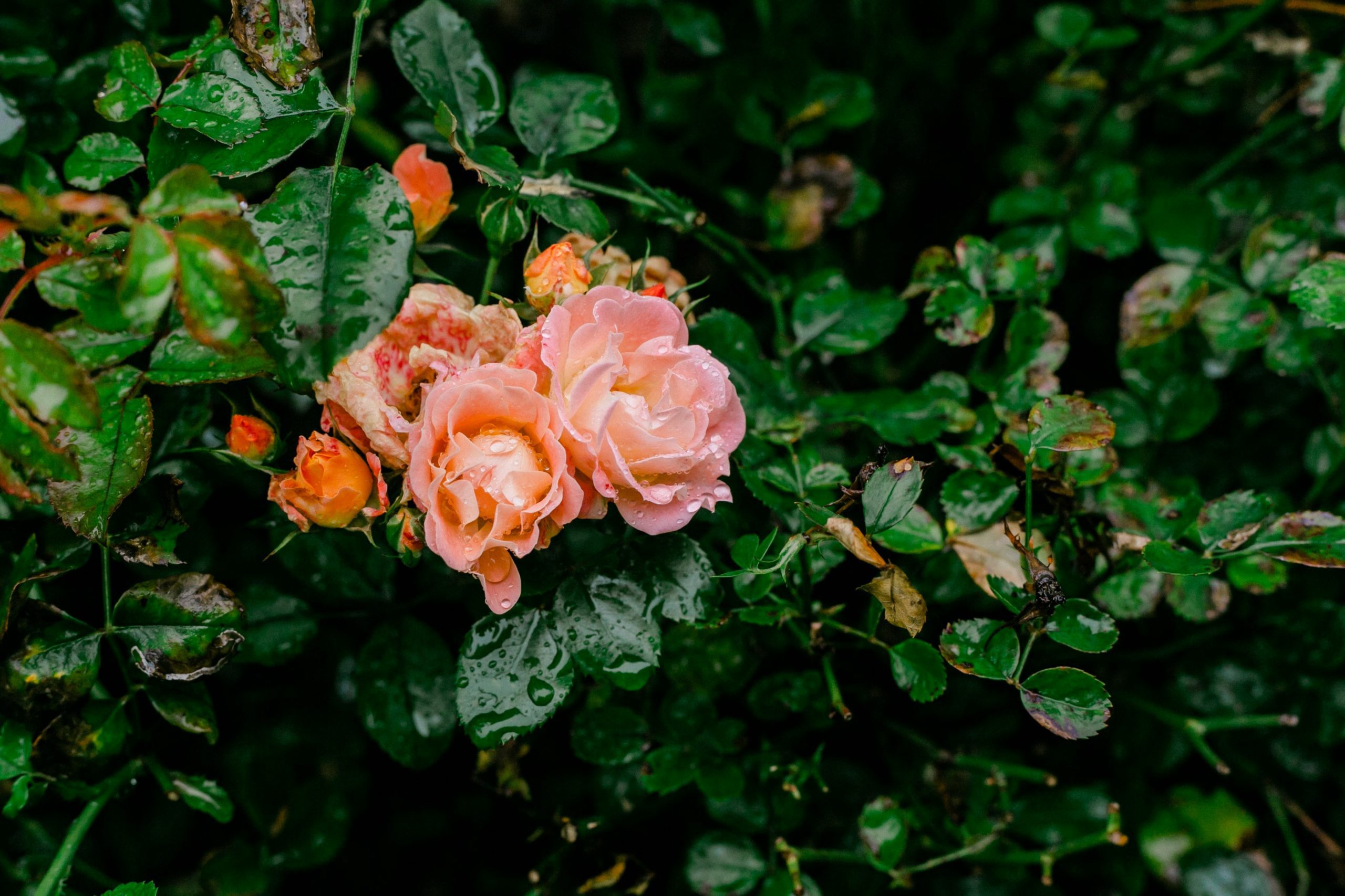 Faut-il tailler ses rosiers sous la pluie ? Une question essentielle pour les jardiniers