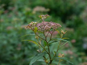 Préparer son jardin d’automne avec des fleurs vivaces : un choix idéal pour une floraison réussie