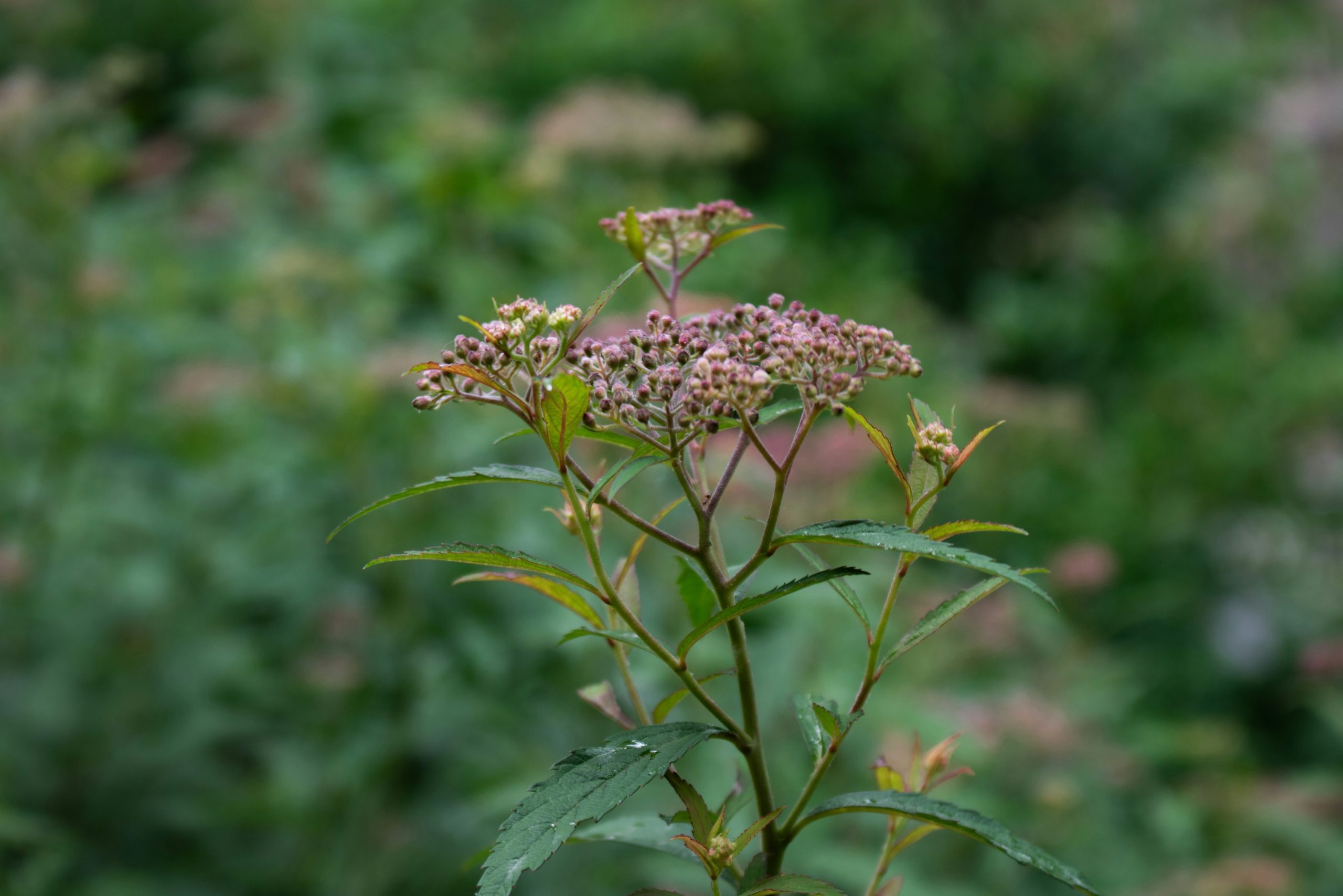 Préparer son jardin d’automne avec des fleurs vivaces : un choix idéal pour une floraison réussie
