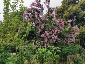 Le Lilas des Indes : la star Incontournable de votre jardin