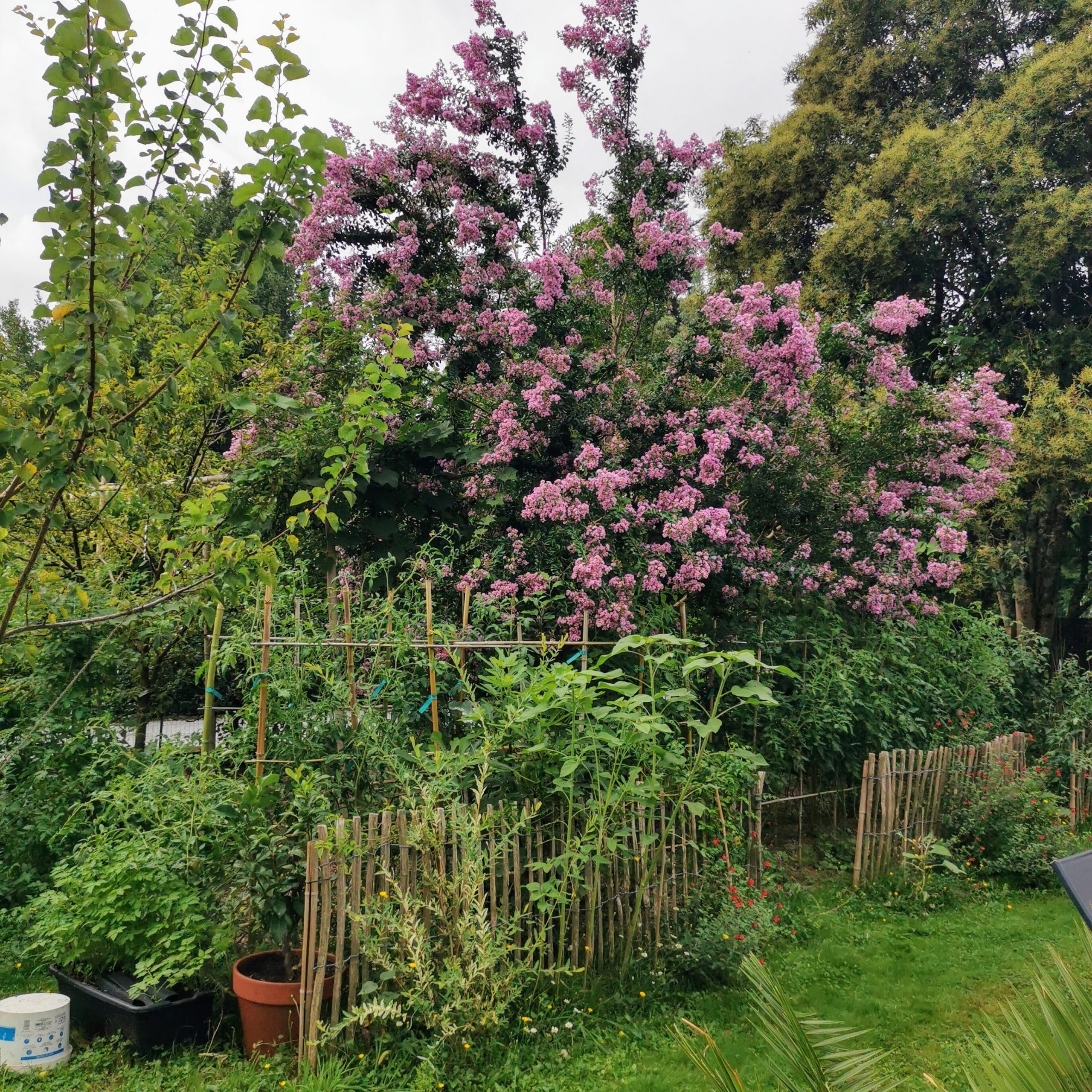 Le Lilas des Indes : la star Incontournable de votre jardin