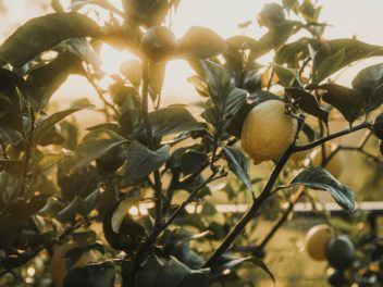 Protégez votre citronnier en pot : nos conseils pour l’hiver