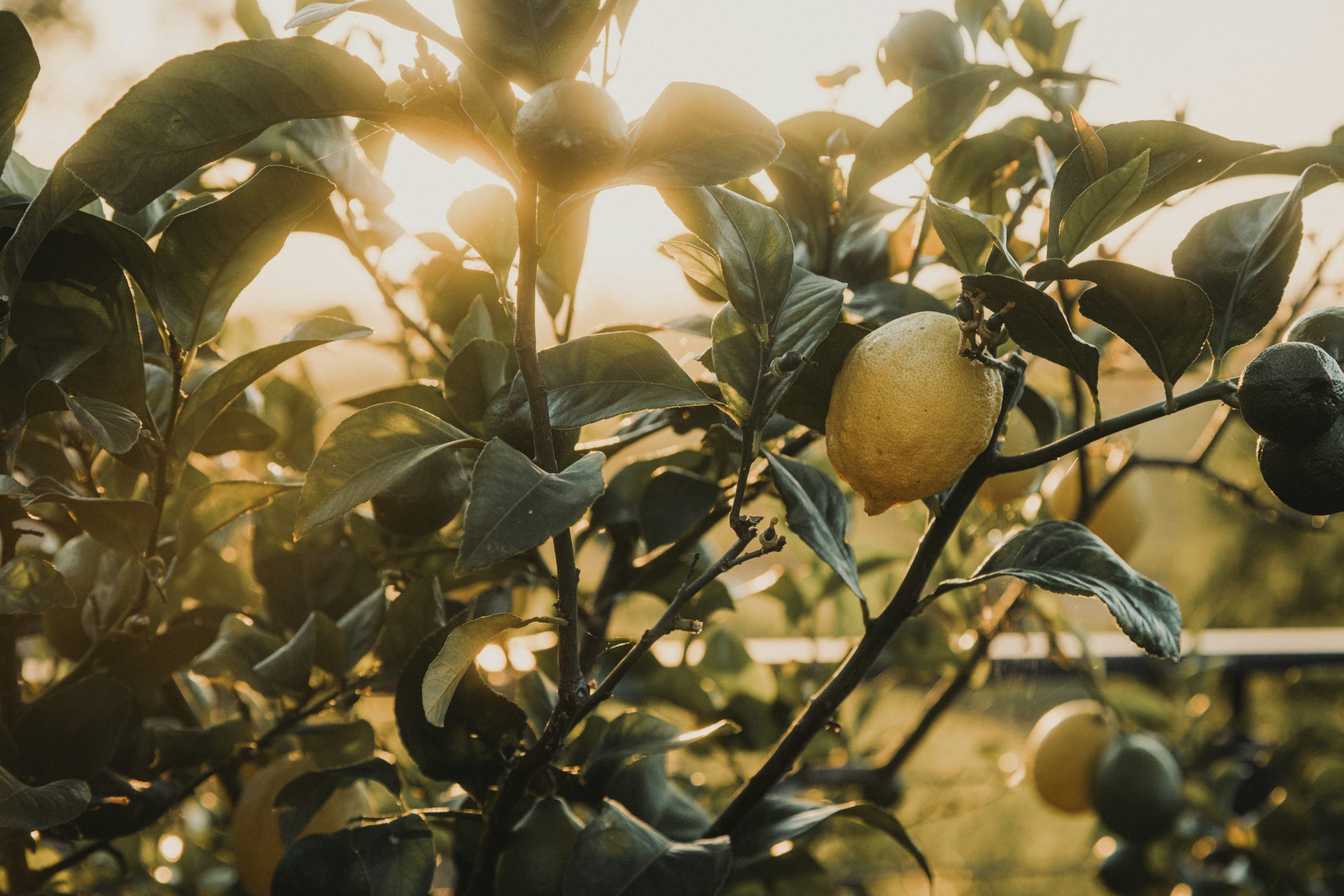 Protégez votre citronnier en pot : nos conseils pour l’hiver