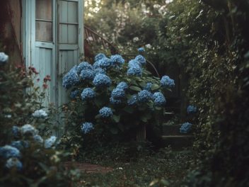 Comment prendre soin de vos hortensias en pleine terre